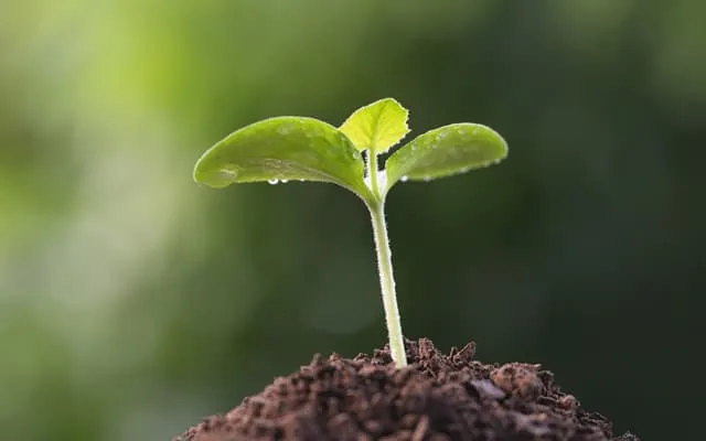 a green seedling sprouts from rich, brown soil